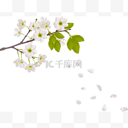 樱桃树鲜花和落花瓣