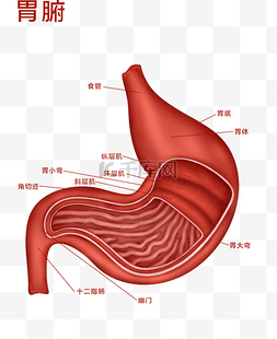 人体器官组织图片_医疗人体组织器官胃腑
