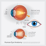 人眼解剖矢量图