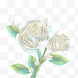 化妆品特效花朵植物白色玫瑰栀子