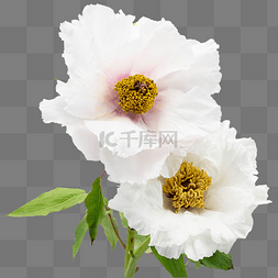 白色牡丹花卉