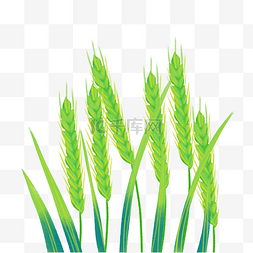 绿色小麦麦穗