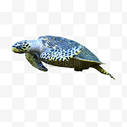 玳瑁保护动物海龟巨型