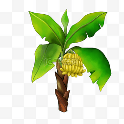 热带植物水果图片_结果的香蕉树剪贴画