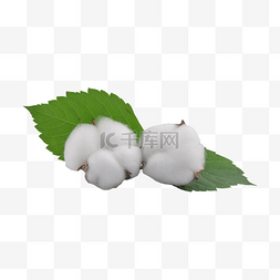 白色农作物植物保暖棉花