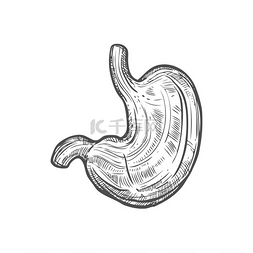 身体示意图图片_胃草图图标消化系统器官分离载体