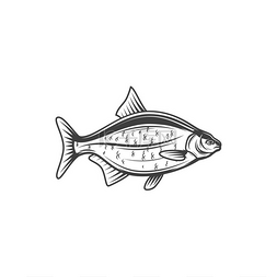 河流图标图片_鲫鱼或鲤鱼钓鱼或食用鱼矢量线图