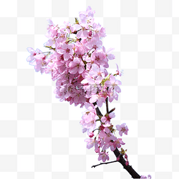 粉色摄影春季樱花