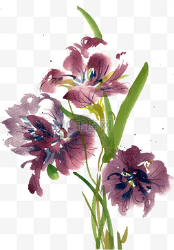 紫色的鸢尾花