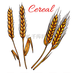 粮食图标图片_谷物小麦、大麦、黑麦耳朵分离矢