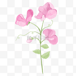 紫色花卉插画图片_水彩唯美婚礼花卉粉红色豌豆花