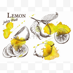 美丽的黄色柠檬