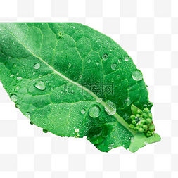 水球素材图片_绿叶上的水珠