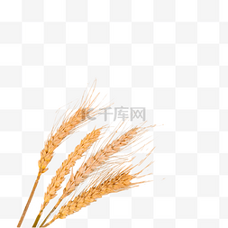 小麦颜色农场植物