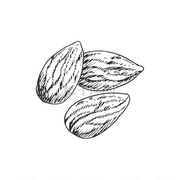 杏仁坚果与叶子隔离单色图标矢量