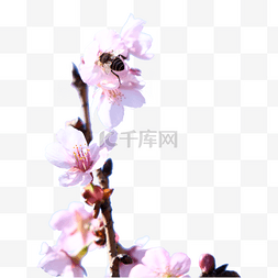 李子花瓣图片_春季粉色摄影樱花