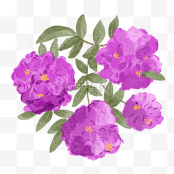 紫色树图片_紫薇花水彩风格紫色