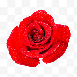 芬芳红色玫瑰