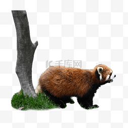 保护珍稀野生动物图片_红色小熊猫珍稀哺乳动物
