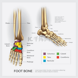 足部骨骼解剖矢量图