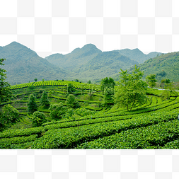山上的茶园茶叶茂盛生长