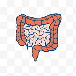 人体器官肠图片_医疗人体组织器官