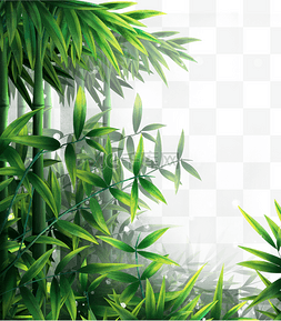 竹林竹子植物