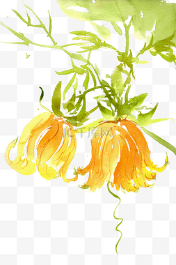 南瓜植物图片_黄色的南瓜花