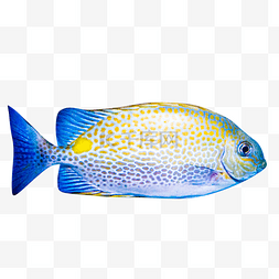 珍稀鱼类图片_海洋馆热带鱼