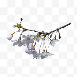 园林里图片_白色树枝花瓣植物樱花