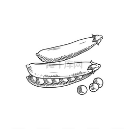 圆荚体图片_豆荚中的豌豆分离的单色豆类矢量