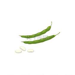 白色生态图片_豆绿色豆荚和种子矢量图标，天然