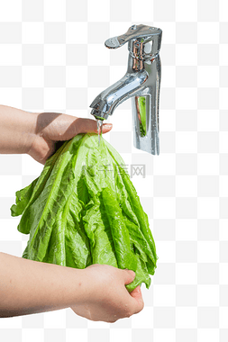 水洗绿色生菜