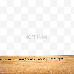 高原背景图片_青海湖的高原牧场和牦牛