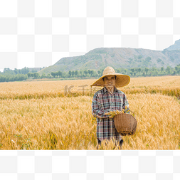 一个人麦田收麦子