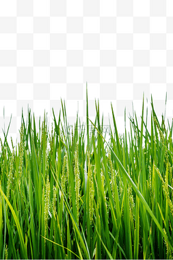 庄稼水稻植物绿色