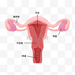 卵巢刺激图片_医疗医学人体器官卵巢