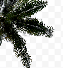 椰树叶子图片_椰子树绿植叶子