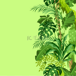 热带雨林的森林图片_与丛林植物的无缝模式。