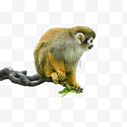 树枝松鼠猴哺乳动物
