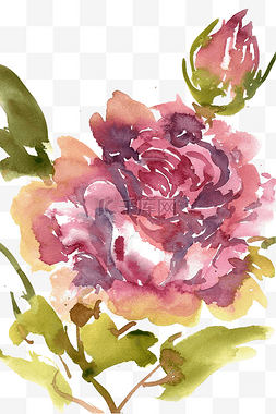 紫红色水墨图片_鲜艳的牡丹花