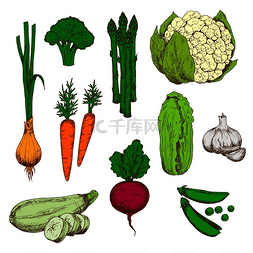 春花椰菜图片_用于农业设计的蔬菜彩色草图，包