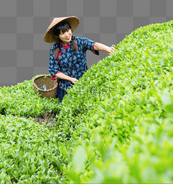 茶园故里图片_茶园采茶女