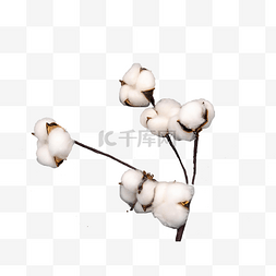 纺织品白棉花