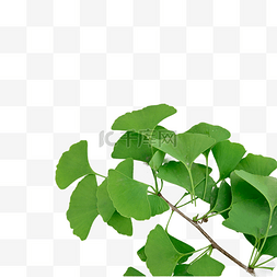 植物光合作用图片_银杏叶植物户外树叶