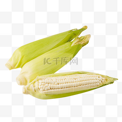 玉米穗玉米地图片_糯玉米甜玉米