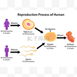 人体图复制过程生物学教育图