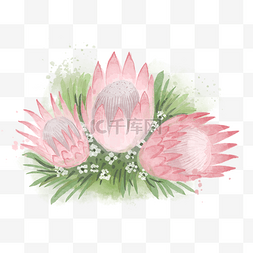 普罗米修斯卡通图片_普罗蒂亚花草丛水彩风格粉色