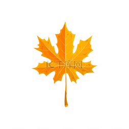 秋天的落叶卡通图片_枫叶孤立的亮黄色秋叶矢量针叶落