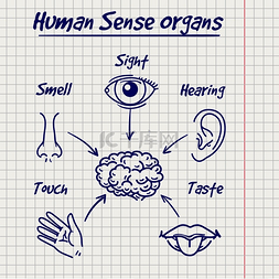 人体耳朵图标图片_人体感觉器官草图简介笔记本页面